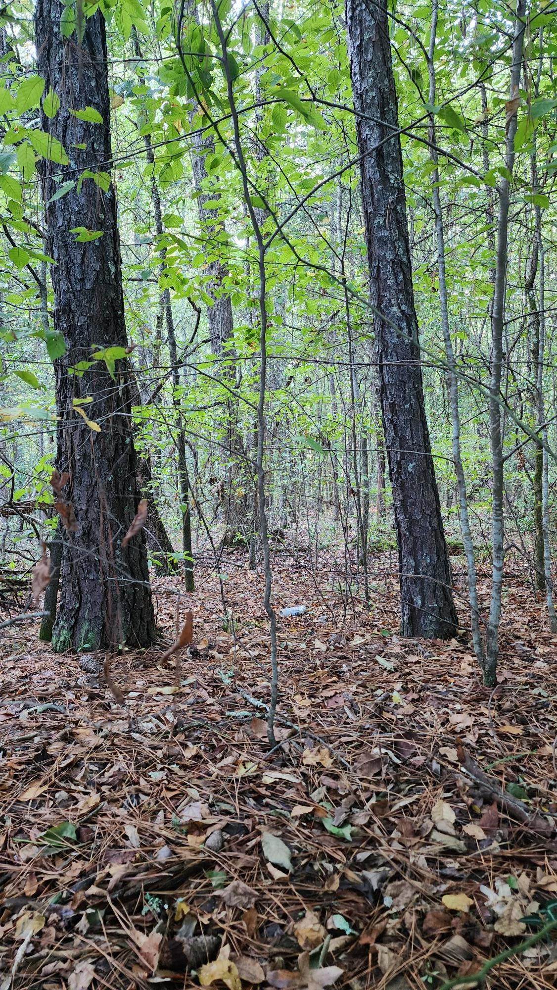 0 Johns Creek Road Abbeville, SC 29620 - Photo 4 of 6