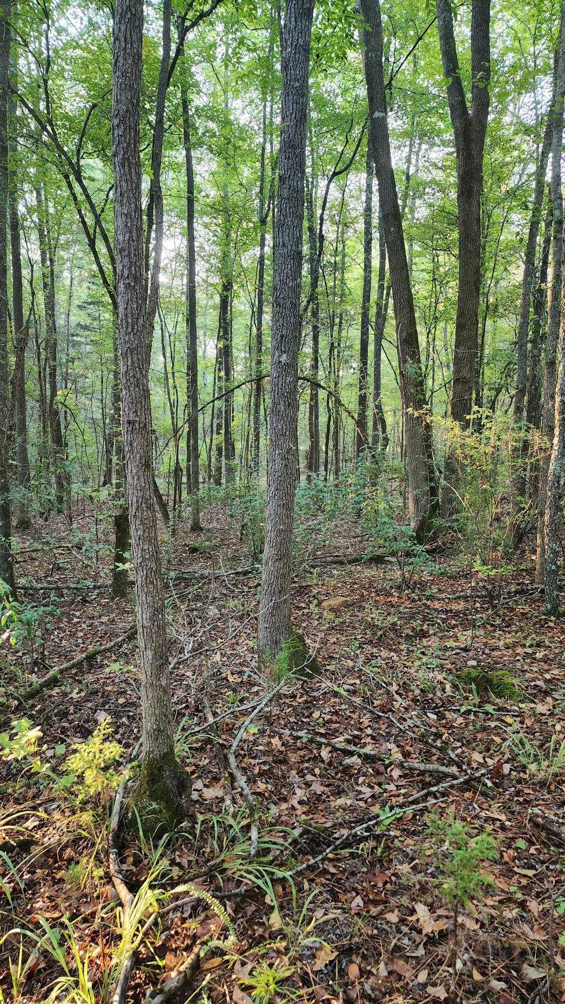 0 Johns Creek Road Abbeville, SC 29620 - Photo 5 of 6