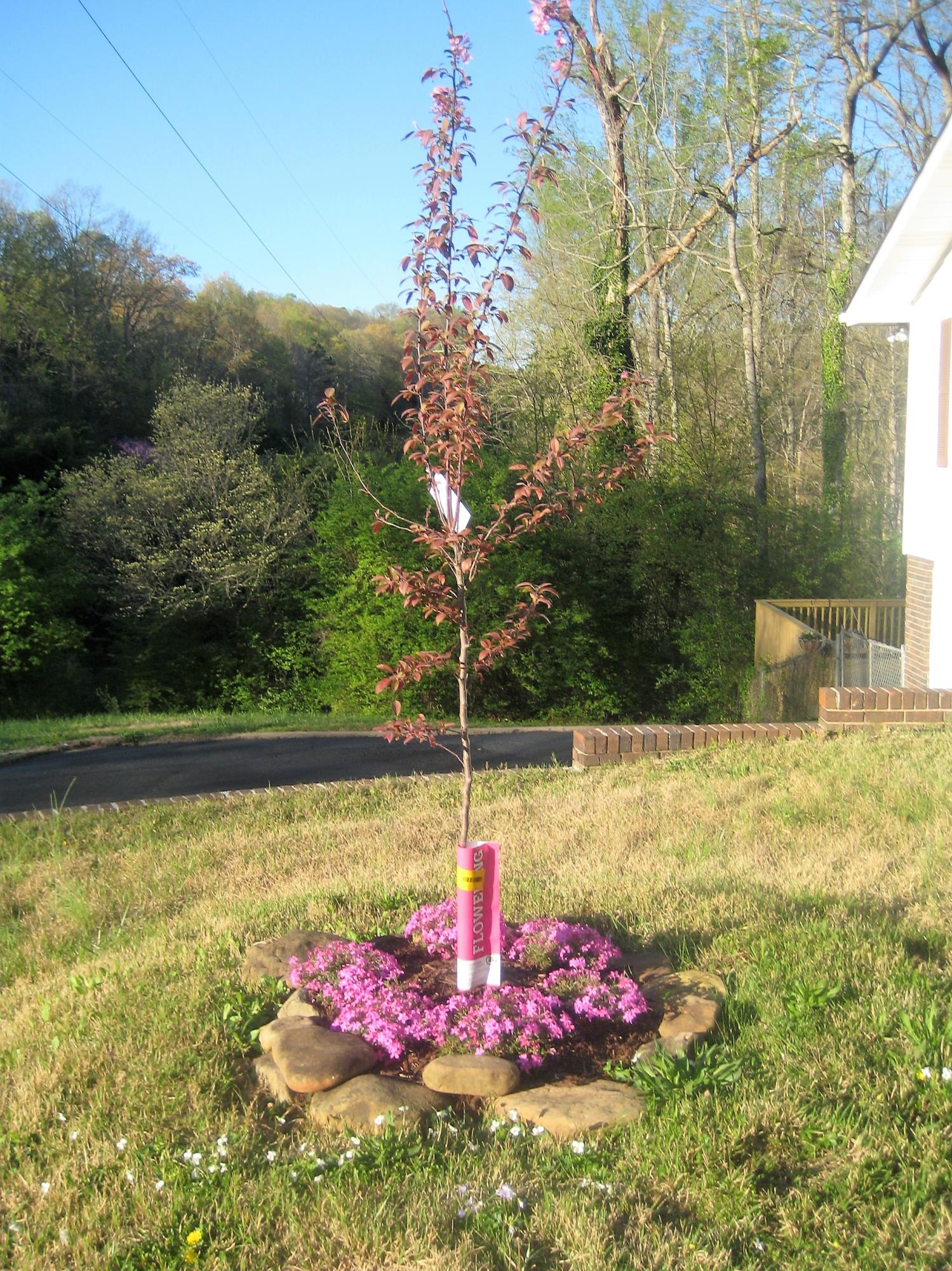 119 Windham Road Oak Ridge, TN 37830 - Photo 4 of 29 tree and flowers