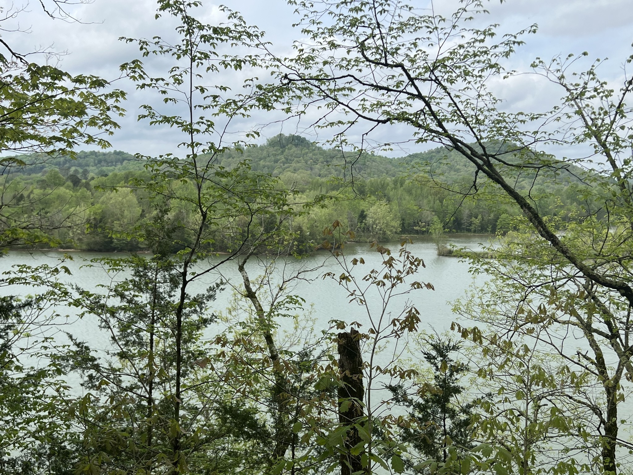 0 Huff Hollow Road Granville, TN 38564 - Photo 14 of 39 a view of a yard with a tree