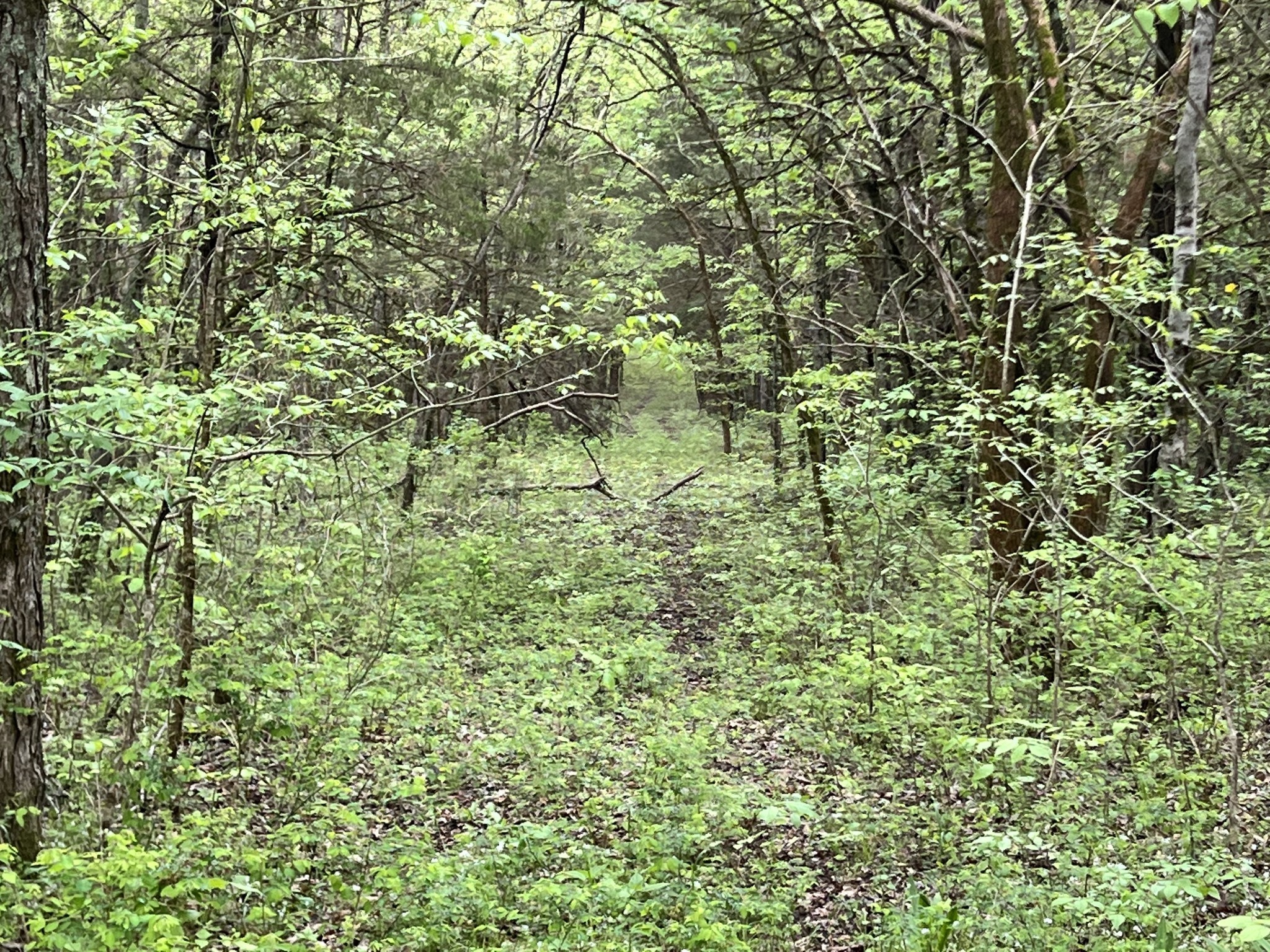 0 Huff Hollow Road Granville, TN 38564 - Photo 16 of 39