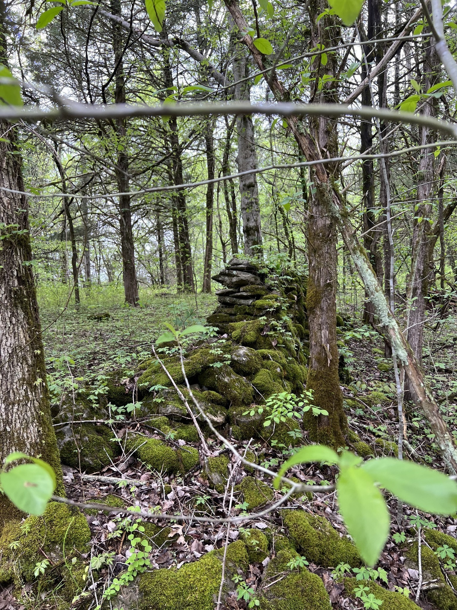 0 Huff Hollow Road Granville, TN 38564 - Photo 17 of 39 a view of a yard with a tree