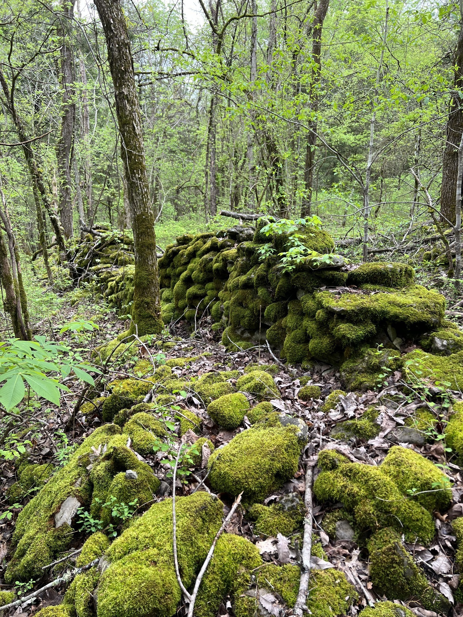 0 Huff Hollow Road Granville, TN 38564 - Photo 18 of 39 a view of a lush green park