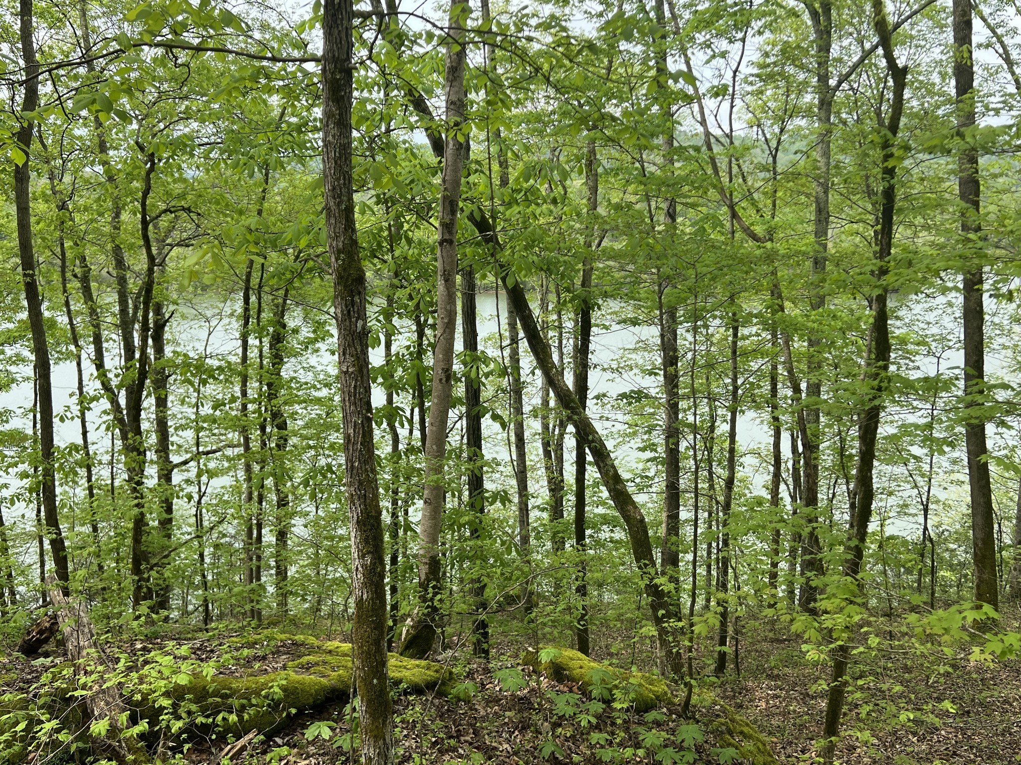 0 Huff Hollow Road Granville, TN 38564 - Photo 19 of 39