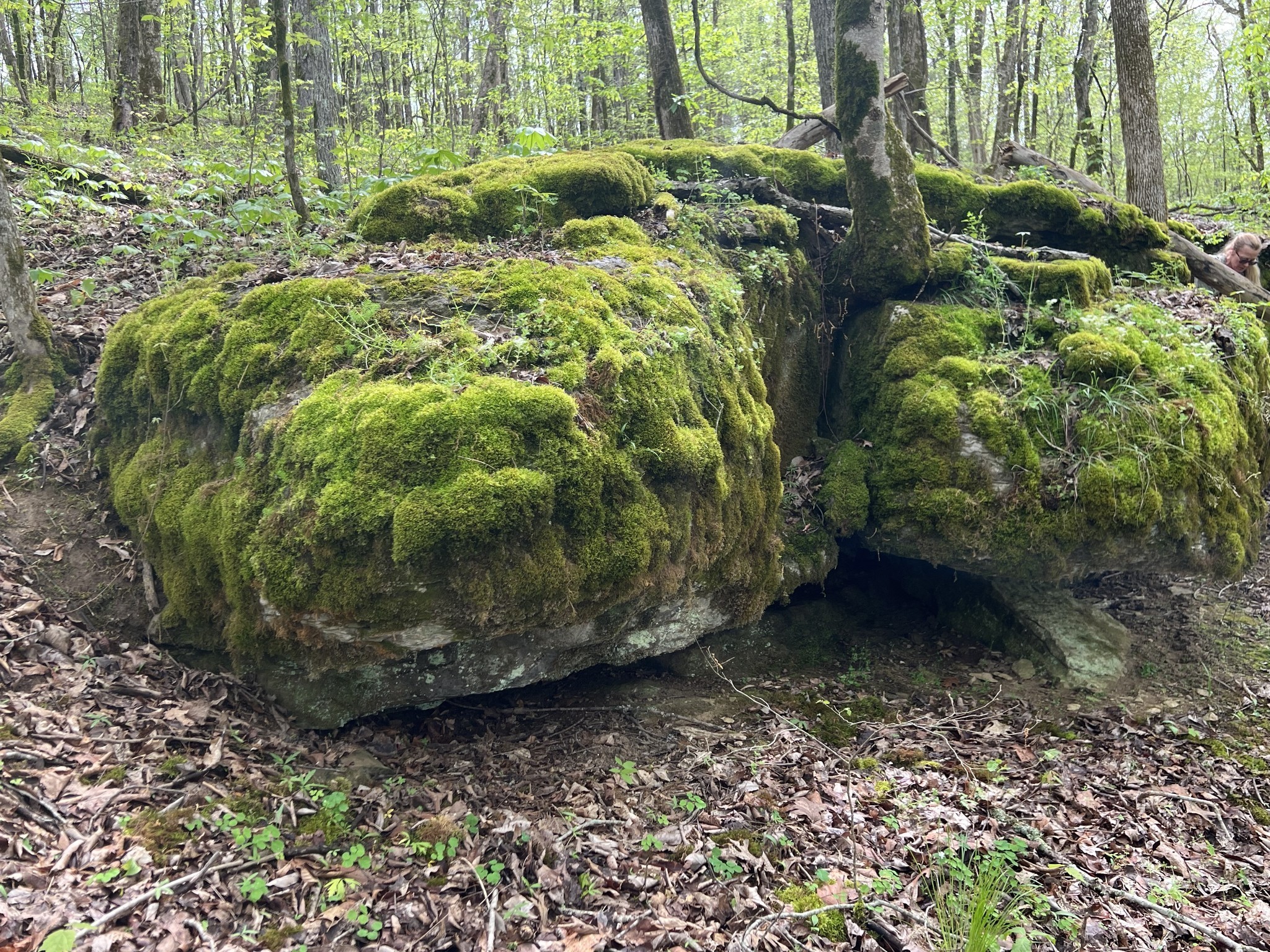 0 Huff Hollow Road Granville, TN 38564 - Photo 20 of 39 a view of a garden