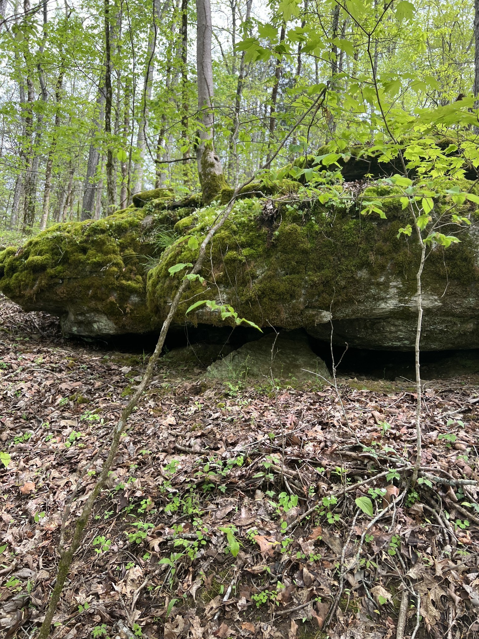 0 Huff Hollow Road Granville, TN 38564 - Photo 21 of 39 a view of backyard with green space