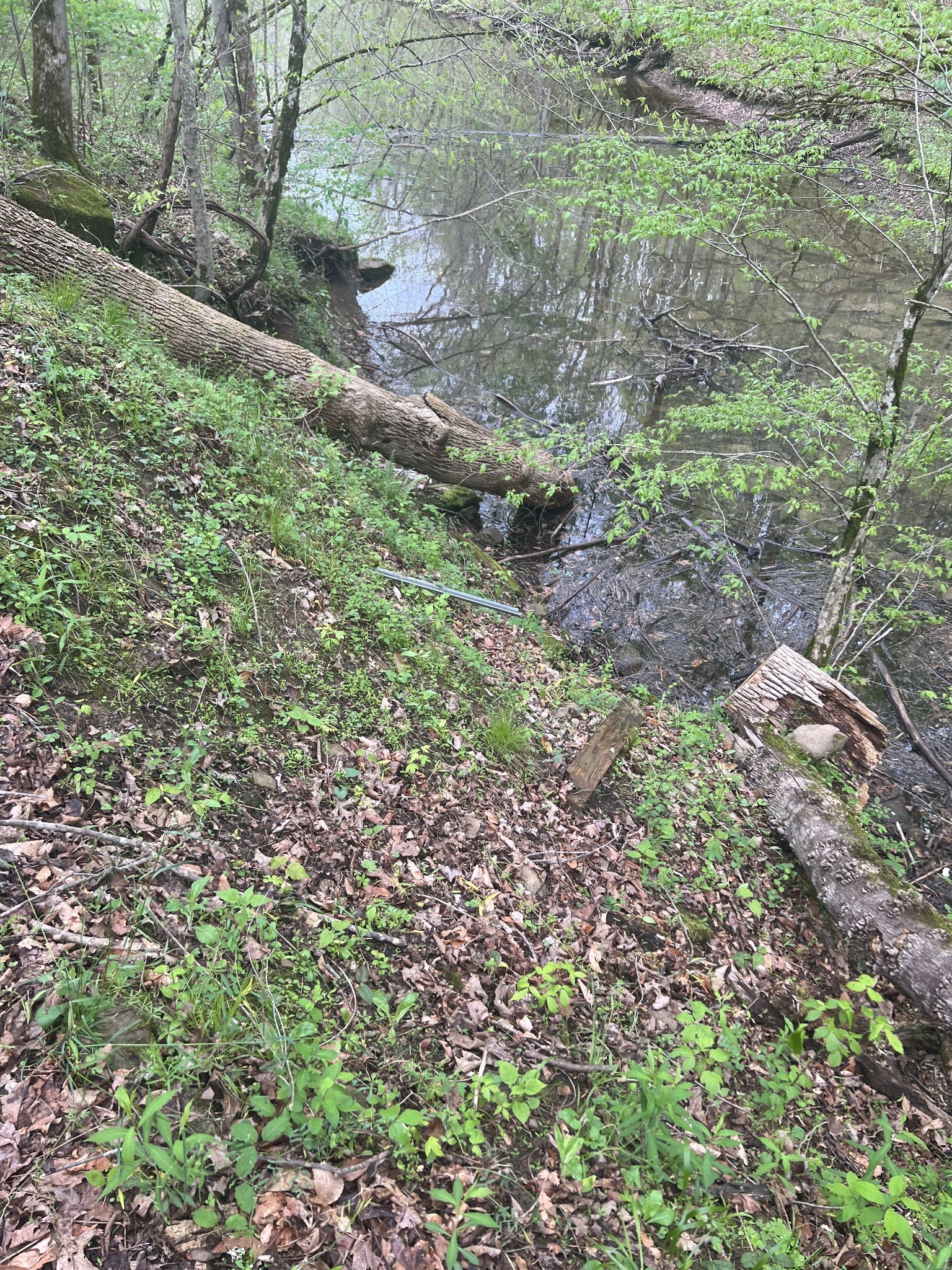 0 Huff Hollow Road Granville, TN 38564 - Photo 23 of 39 a view of a forest that has a tree