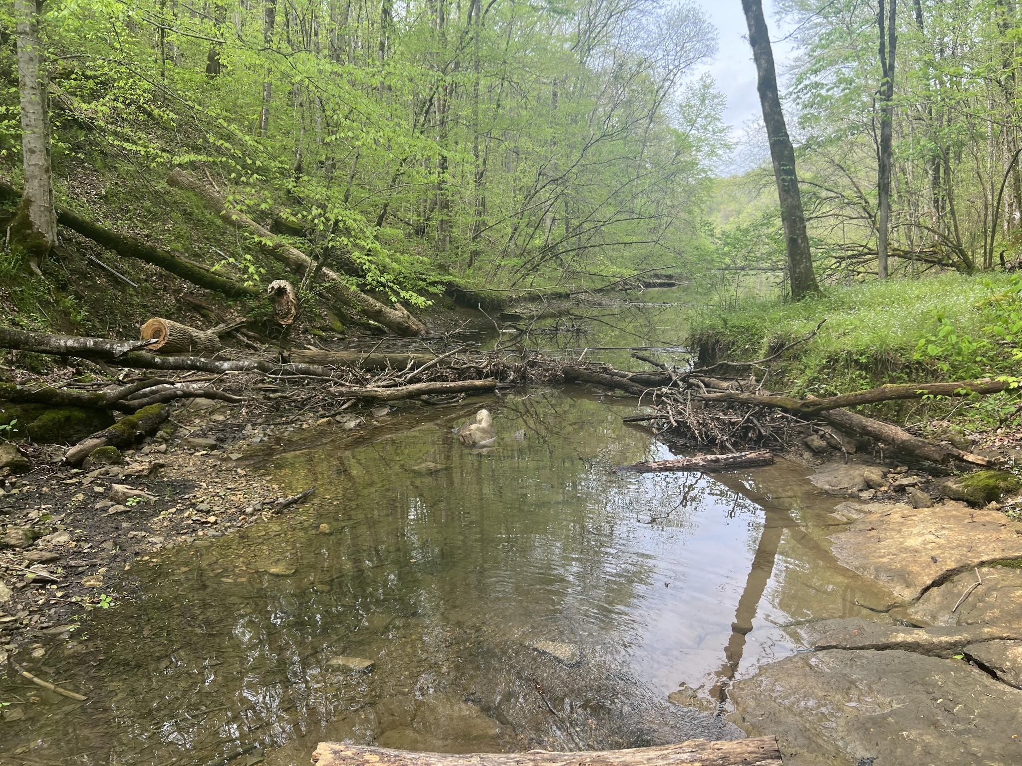 0 Huff Hollow Road Granville, TN 38564 - Photo 25 of 39 a backyard of a house with lots of green space