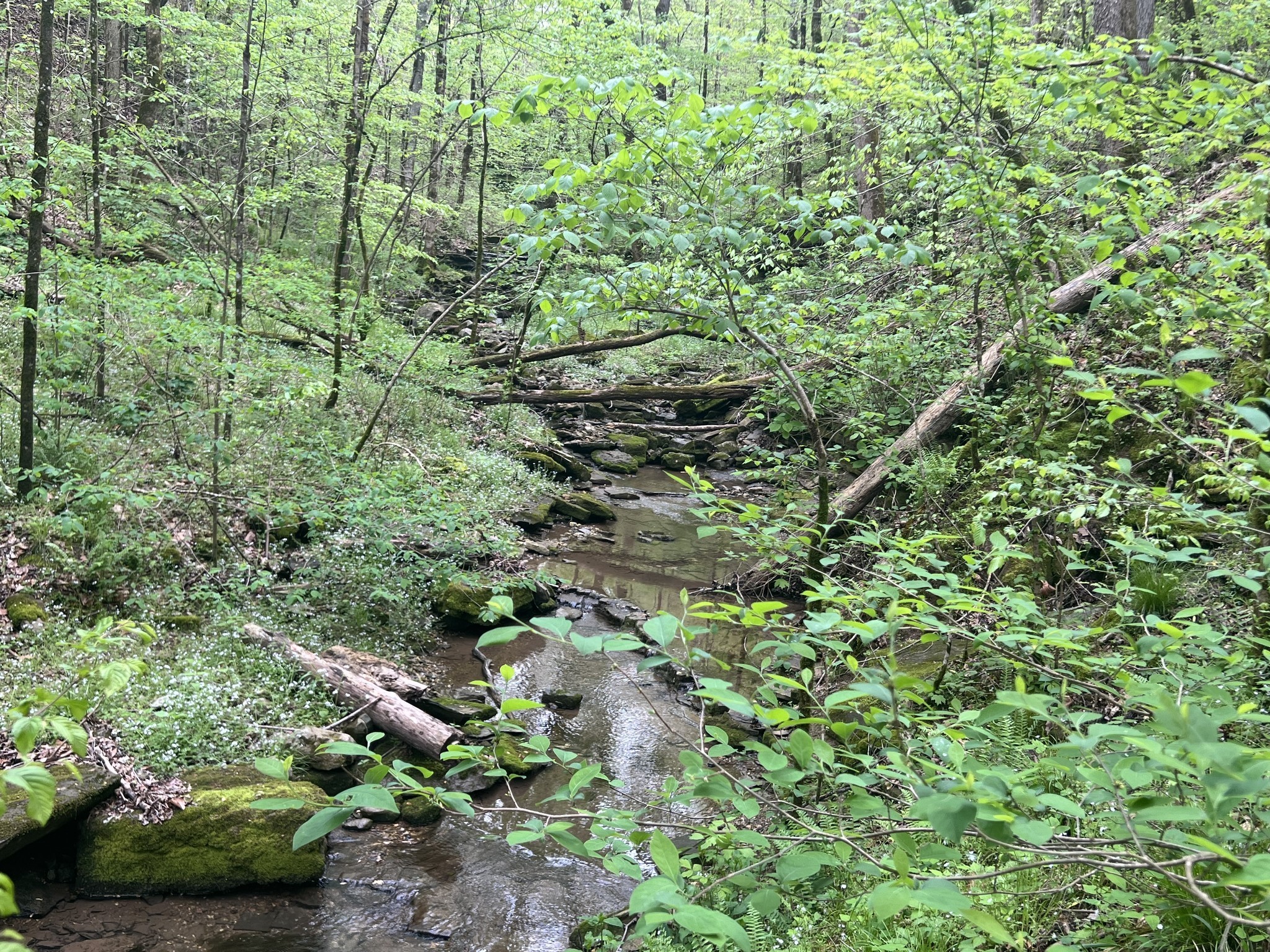 0 Huff Hollow Road Granville, TN 38564 - Photo 26 of 39 a backyard of a house with lots of plants