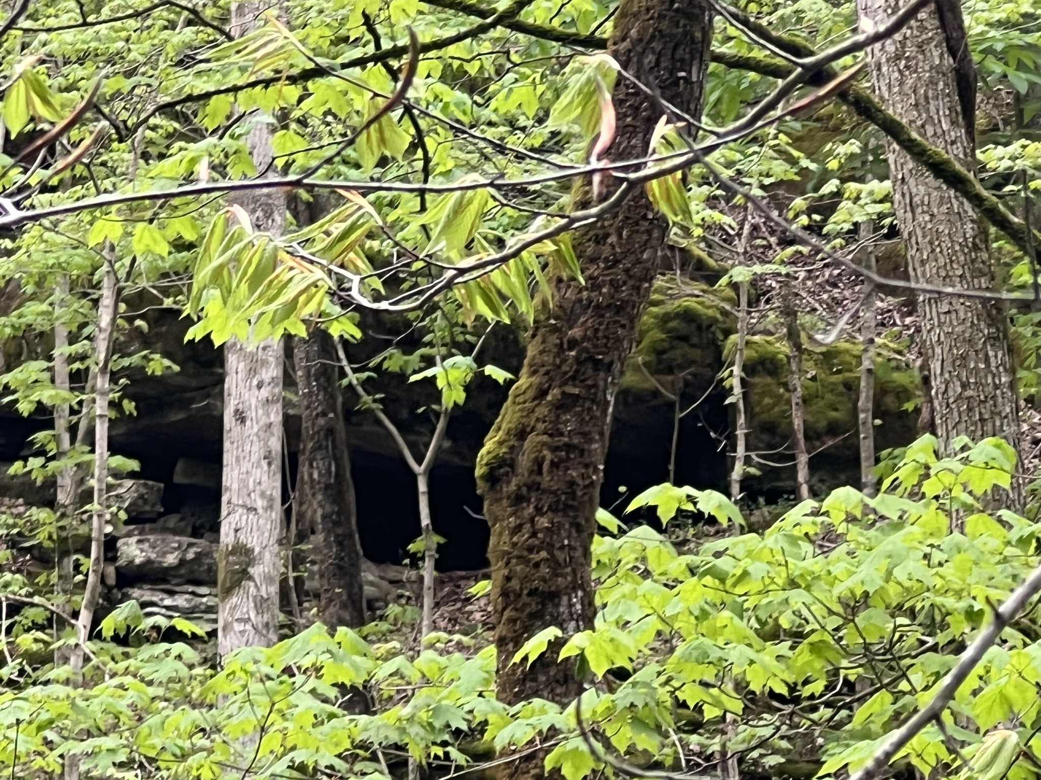 0 Huff Hollow Road Granville, TN 38564 - Photo 28 of 39 a plant is in a garden