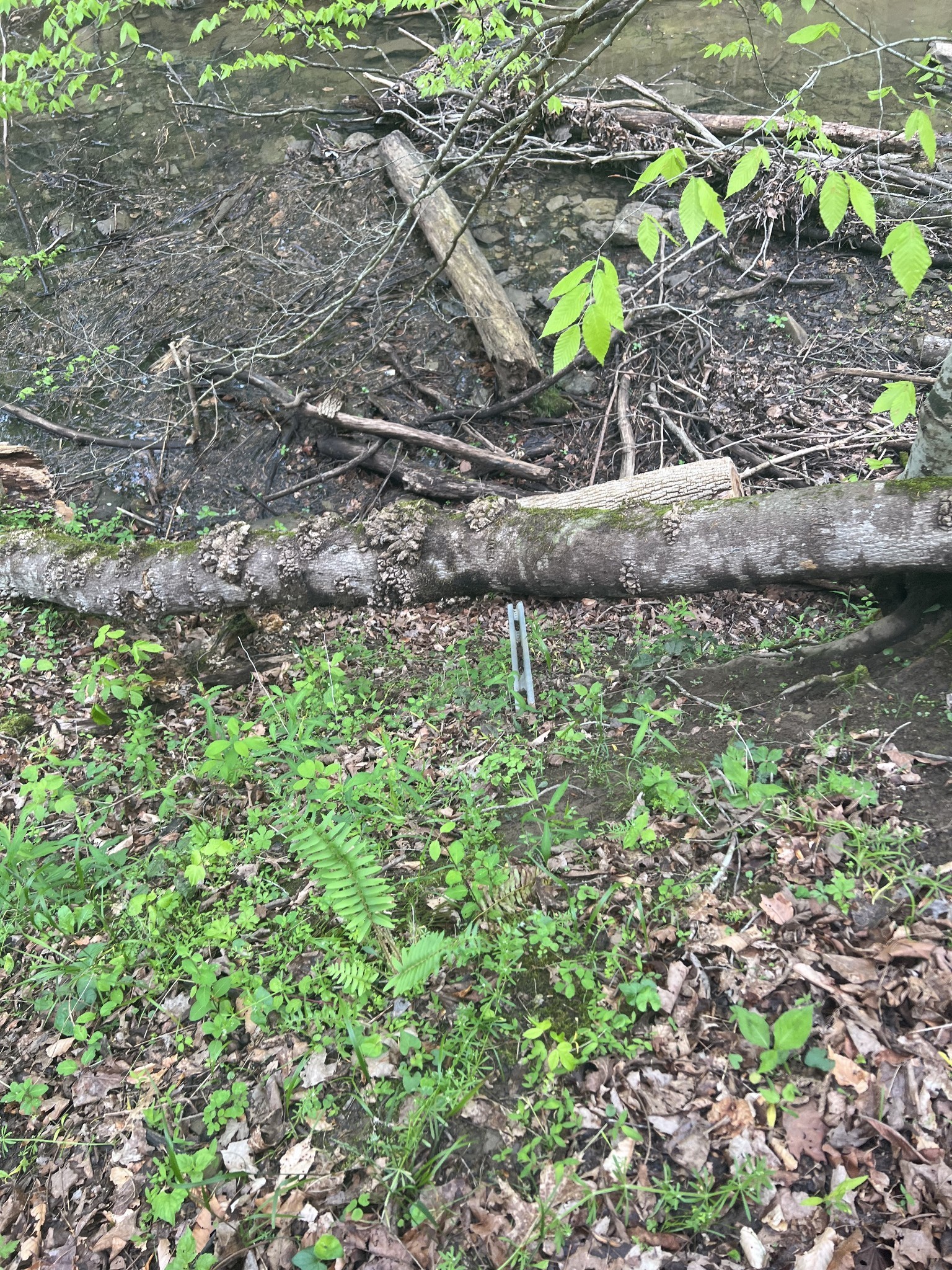 0 Huff Hollow Road Granville, TN 38564 - Photo 29 of 39