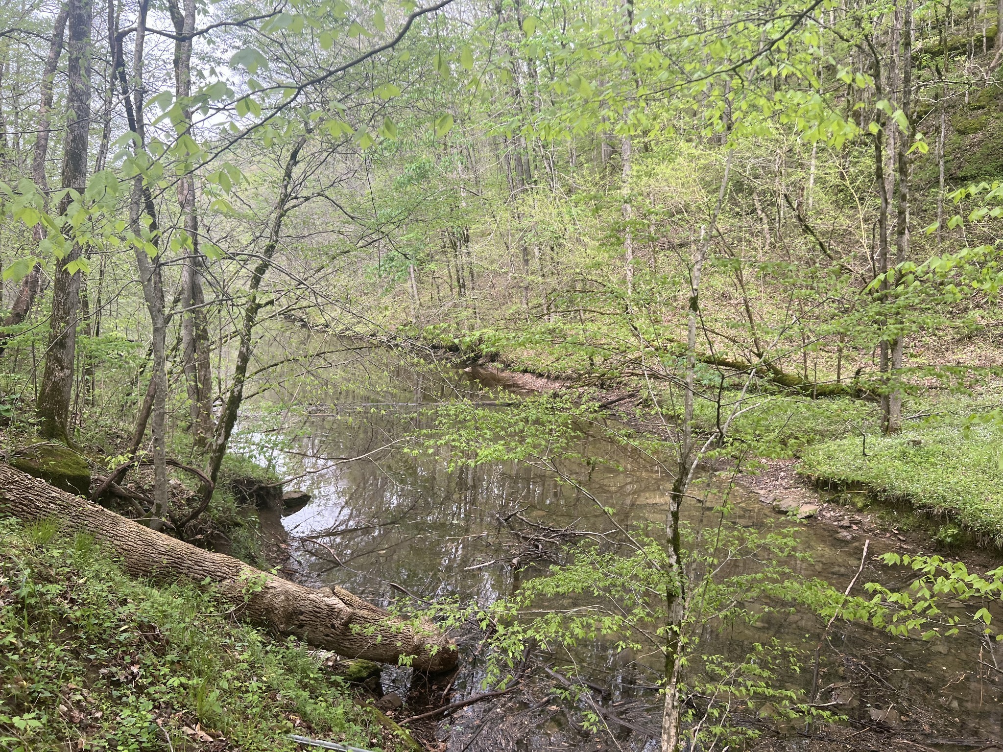 0 Huff Hollow Road Granville, TN 38564 - Photo 30 of 39 a view of a yard with plants and large trees