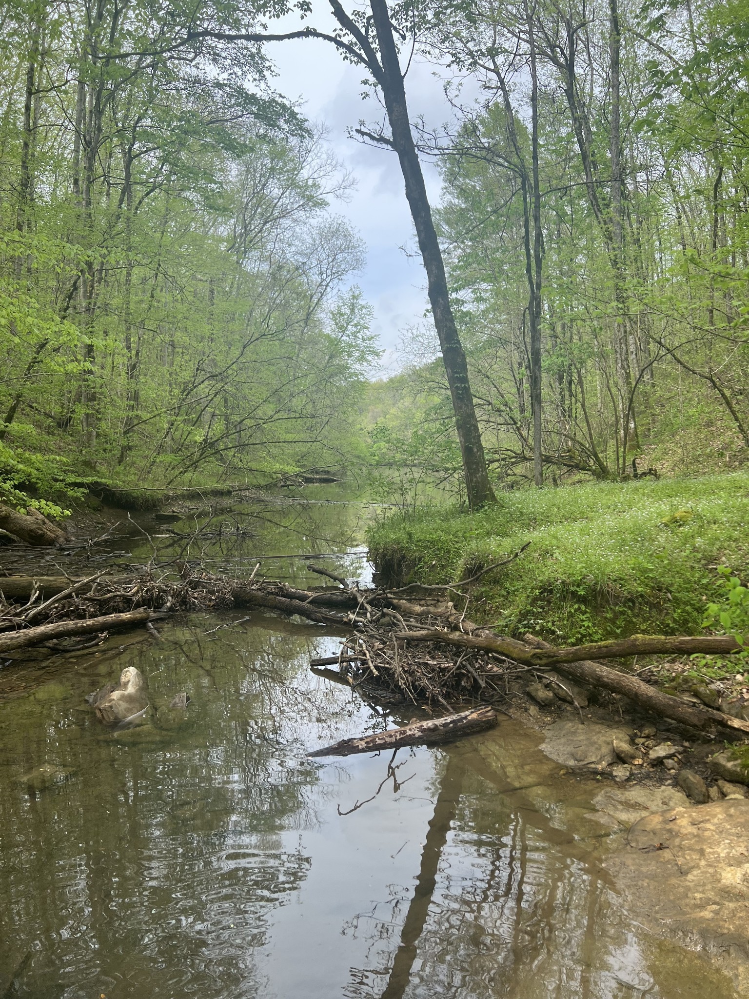 0 Huff Hollow Road Granville, TN 38564 - Photo 31 of 39 a view of a lake with a yard