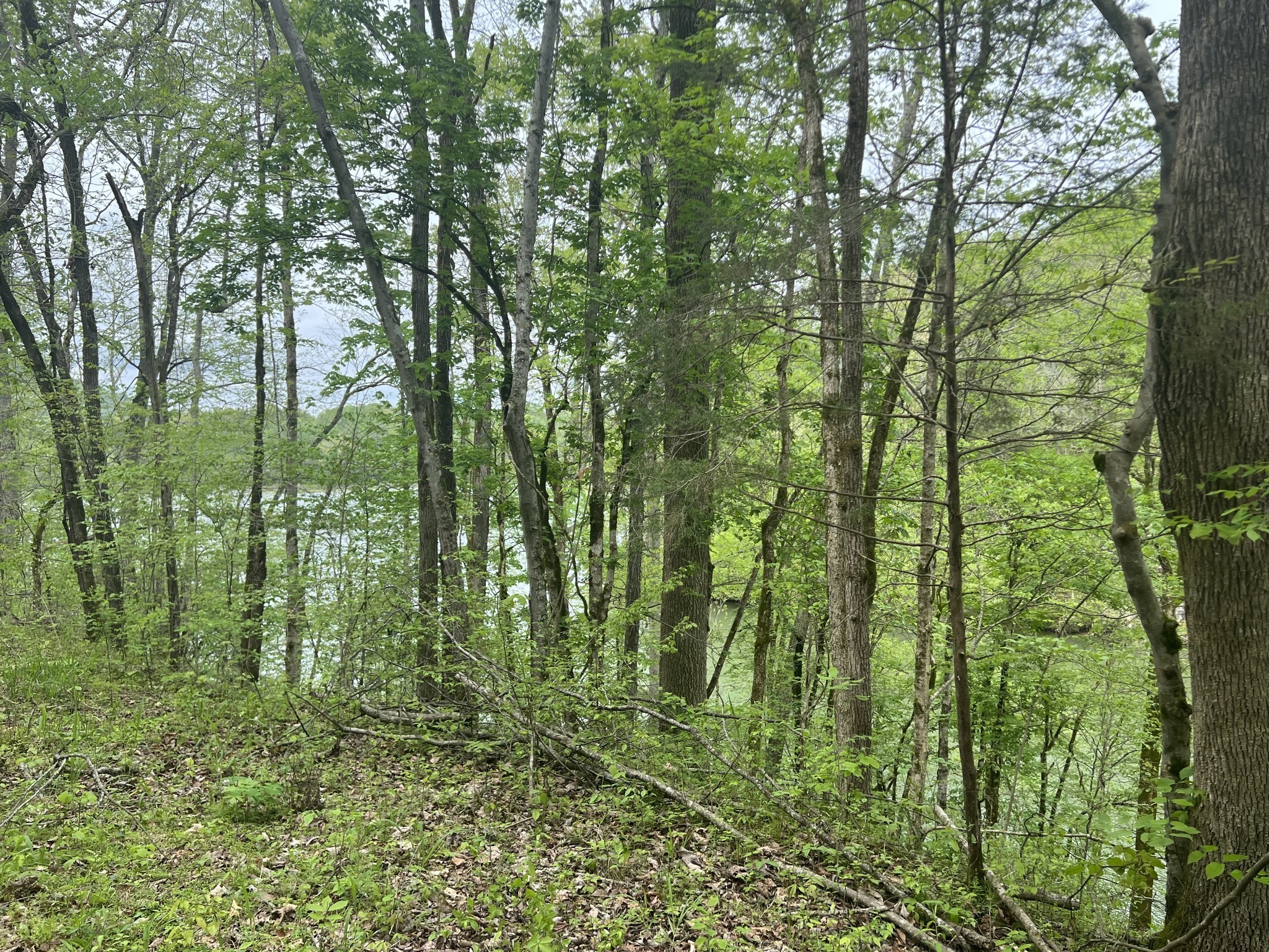 0 Huff Hollow Road Granville, TN 38564 - Photo 32 of 39 a view of a green field