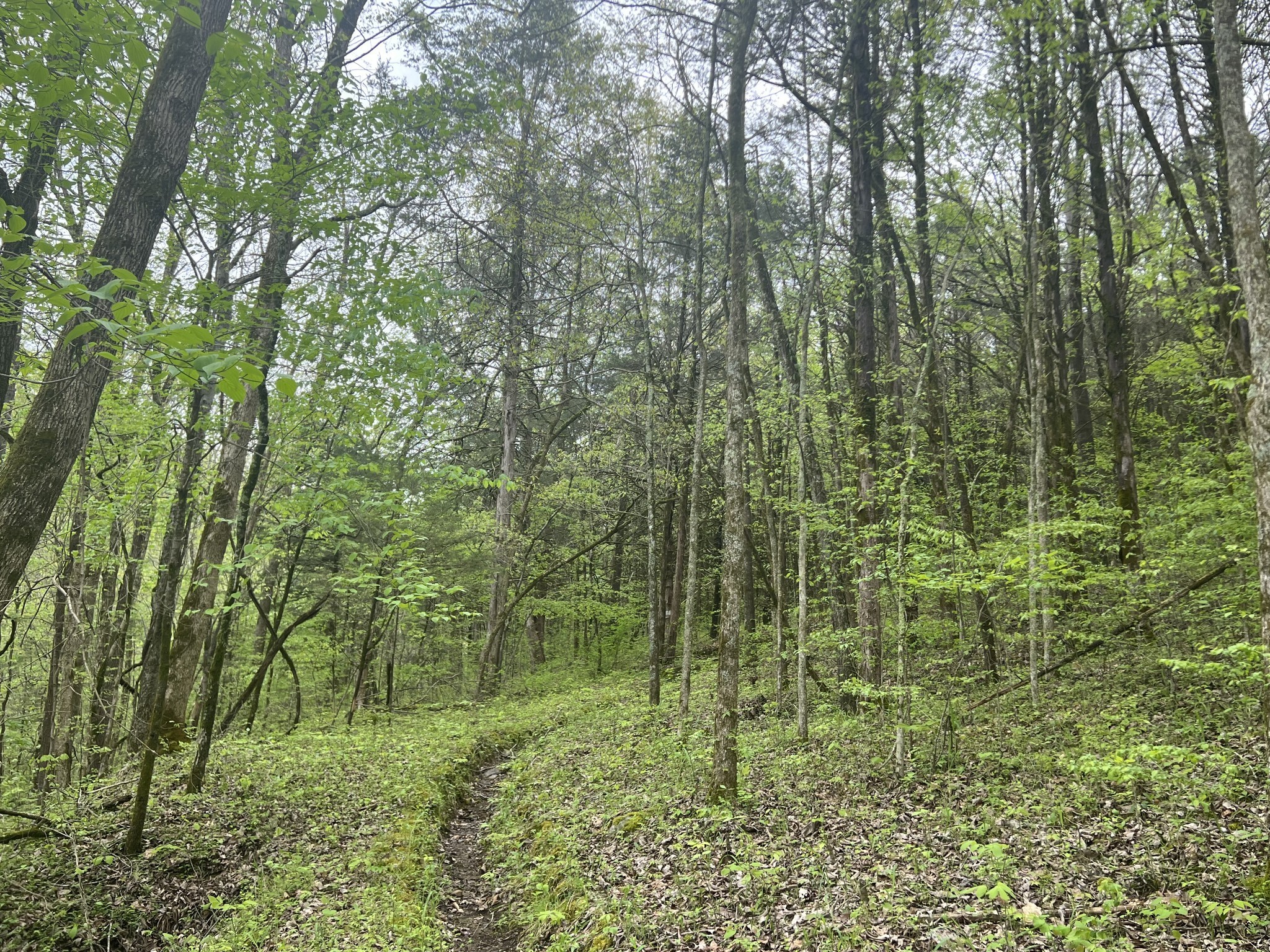 0 Huff Hollow Road Granville, TN 38564 - Photo 33 of 39