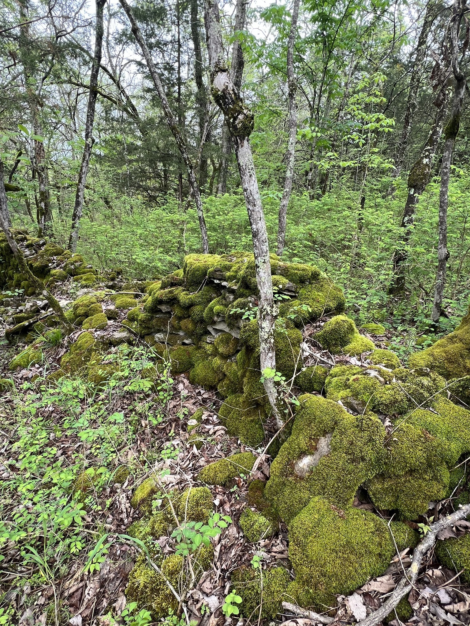 0 Huff Hollow Road Granville, TN 38564 - Photo 34 of 39 a view of a garden
