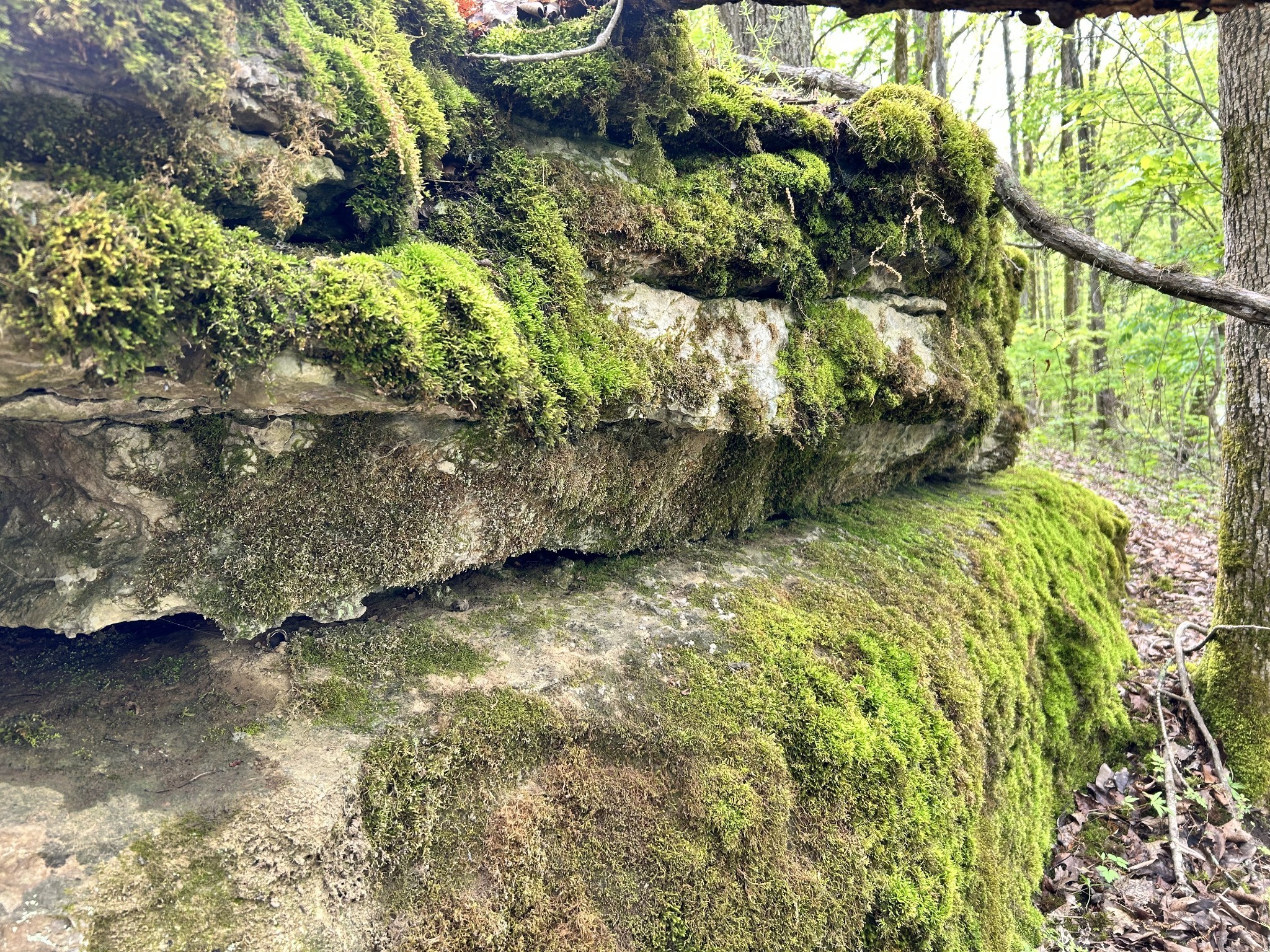 0 Huff Hollow Road Granville, TN 38564 - Photo 35 of 39 a view of swimming pool with a yard
