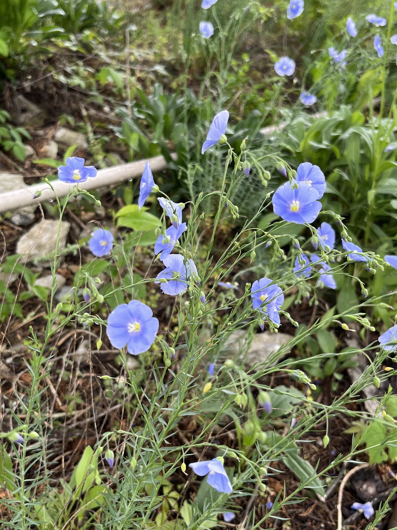 0 Huff Hollow Road Granville, TN 38564 - Photo 36 of 39 a view of a bunch of flowers