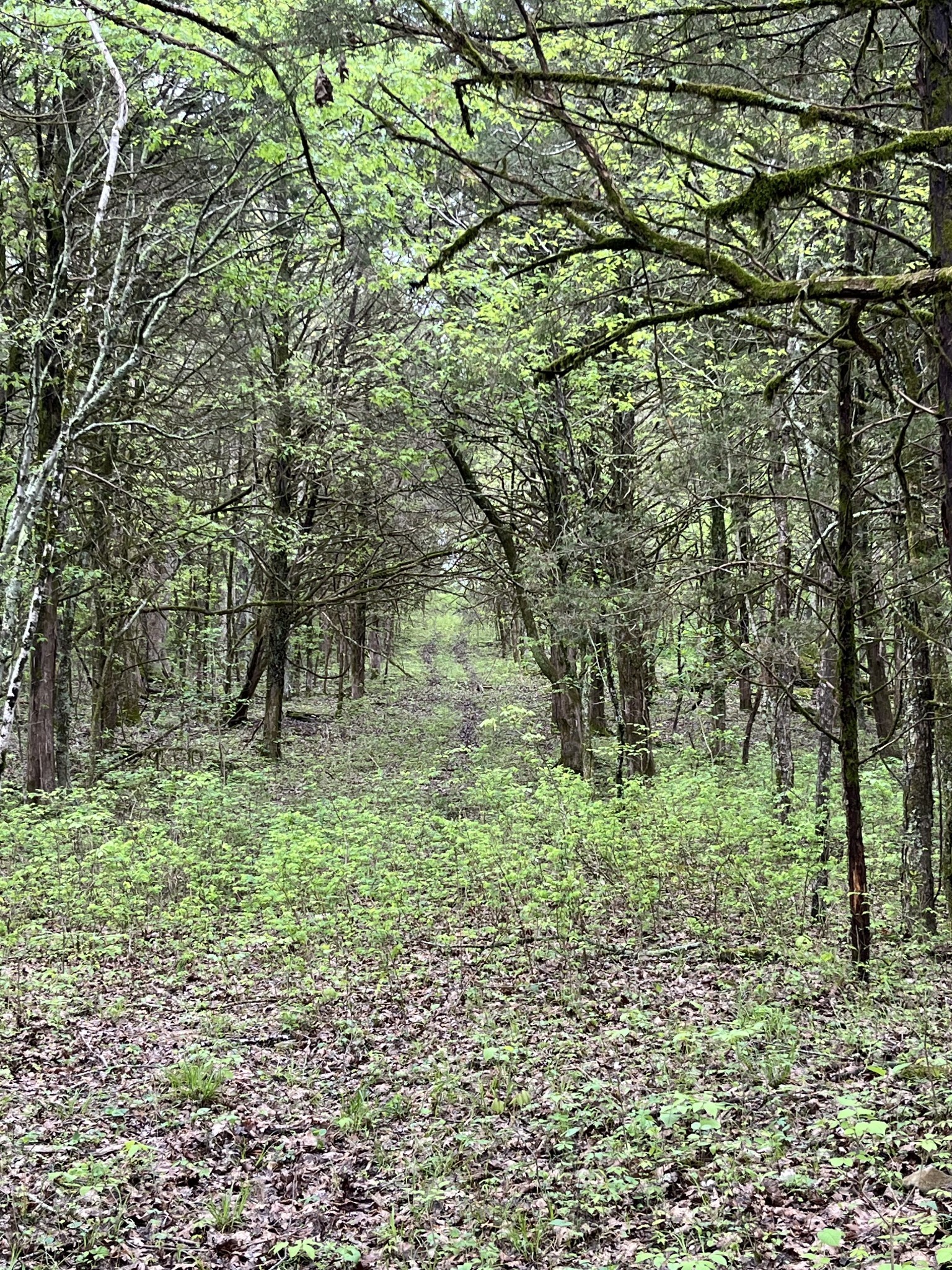 0 Huff Hollow Road Granville, TN 38564 - Photo 37 of 39 a big yard with lots of green space and trees