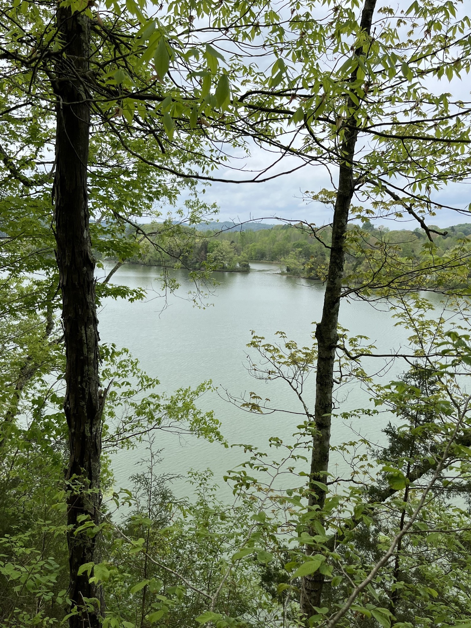 0 Huff Hollow Road Granville, TN 38564 - Photo 38 of 39 a view of a lake with a tree