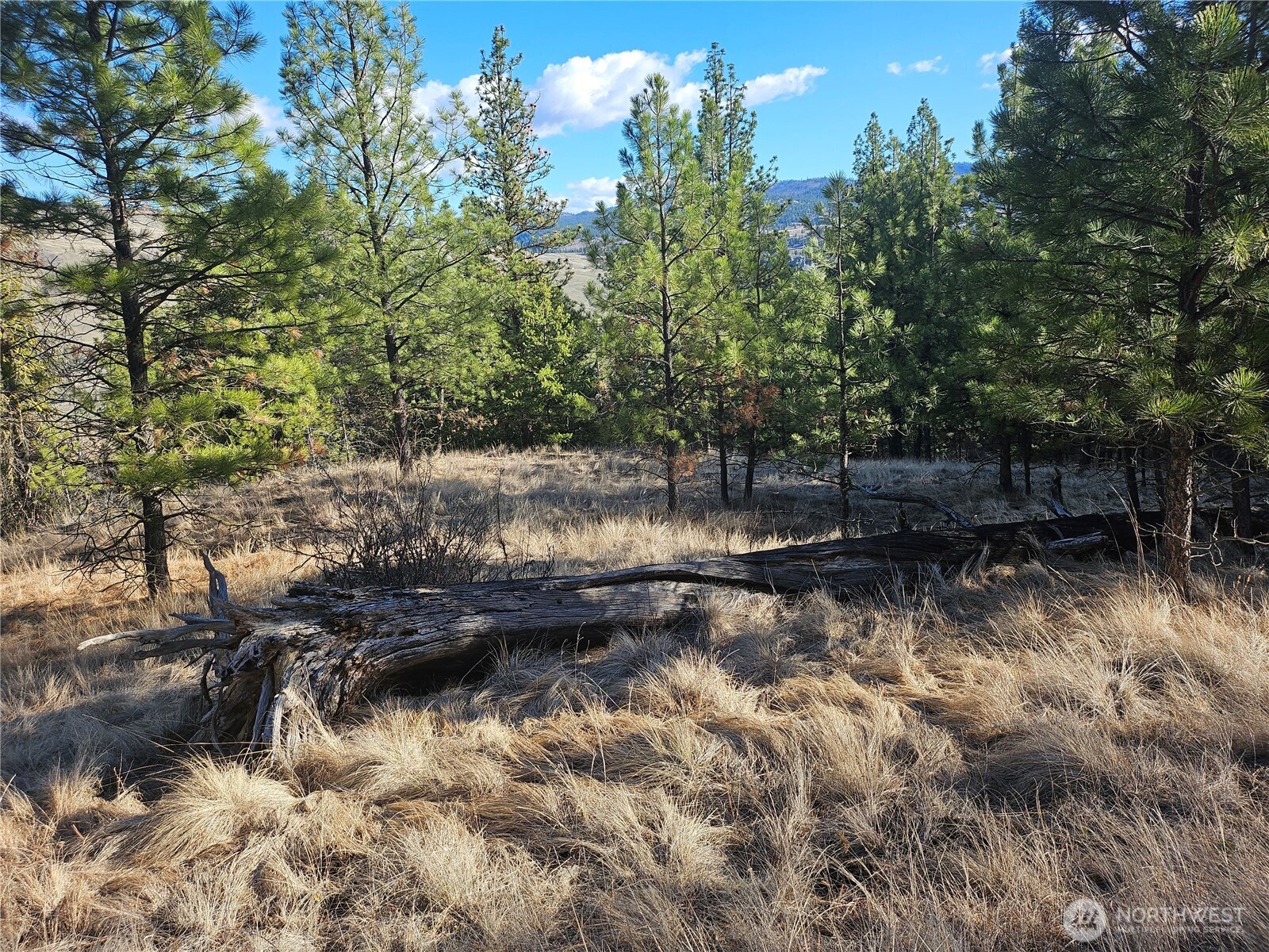 380 Lot Chopaka Tbd Road Tonasket, WA 98855 - Photo 5 of 12 a view of river covered with trees