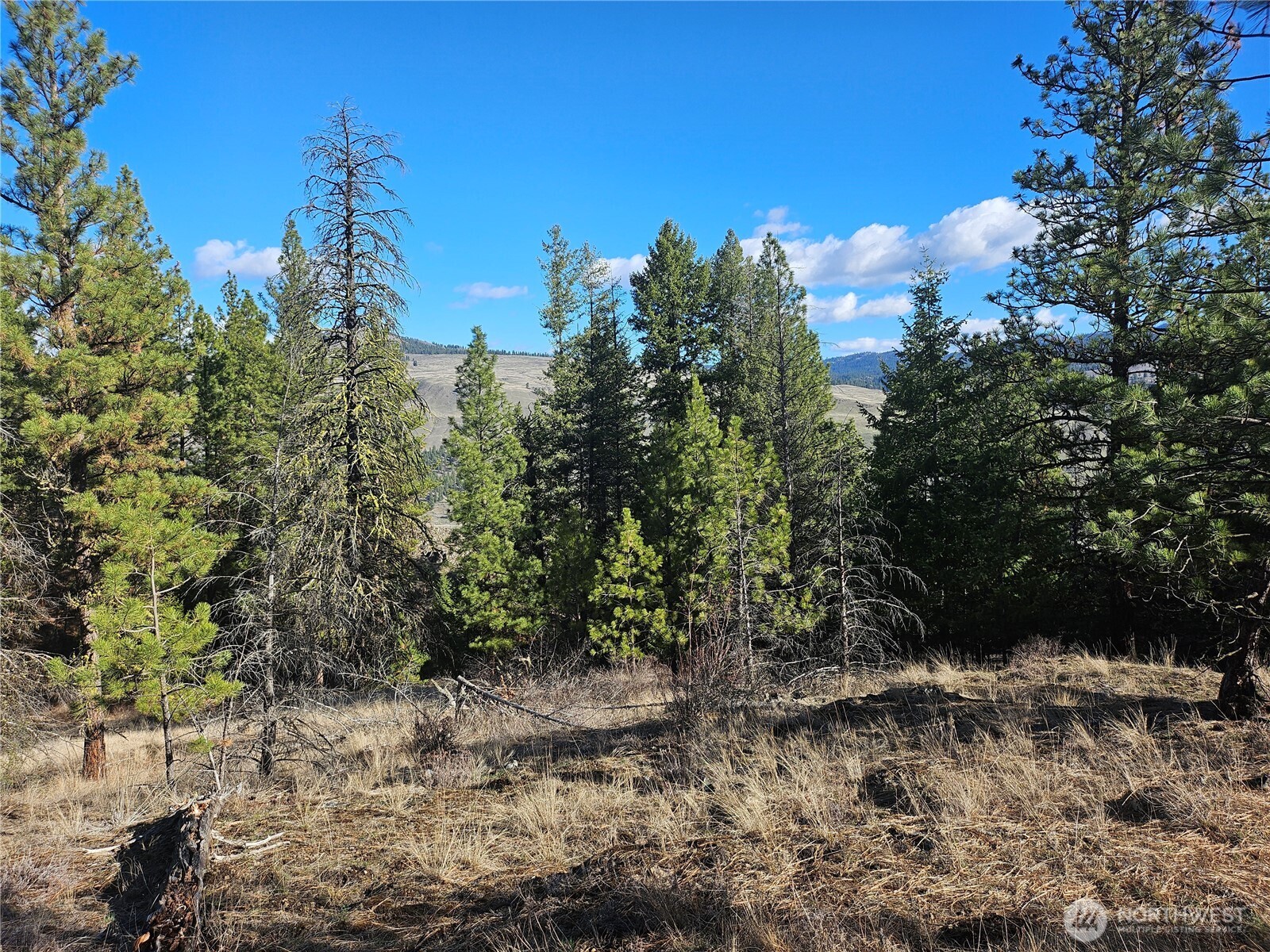 380 Lot Chopaka Tbd Road Tonasket, WA 98855 - Photo 6 of 12 a view of a yard with a tree