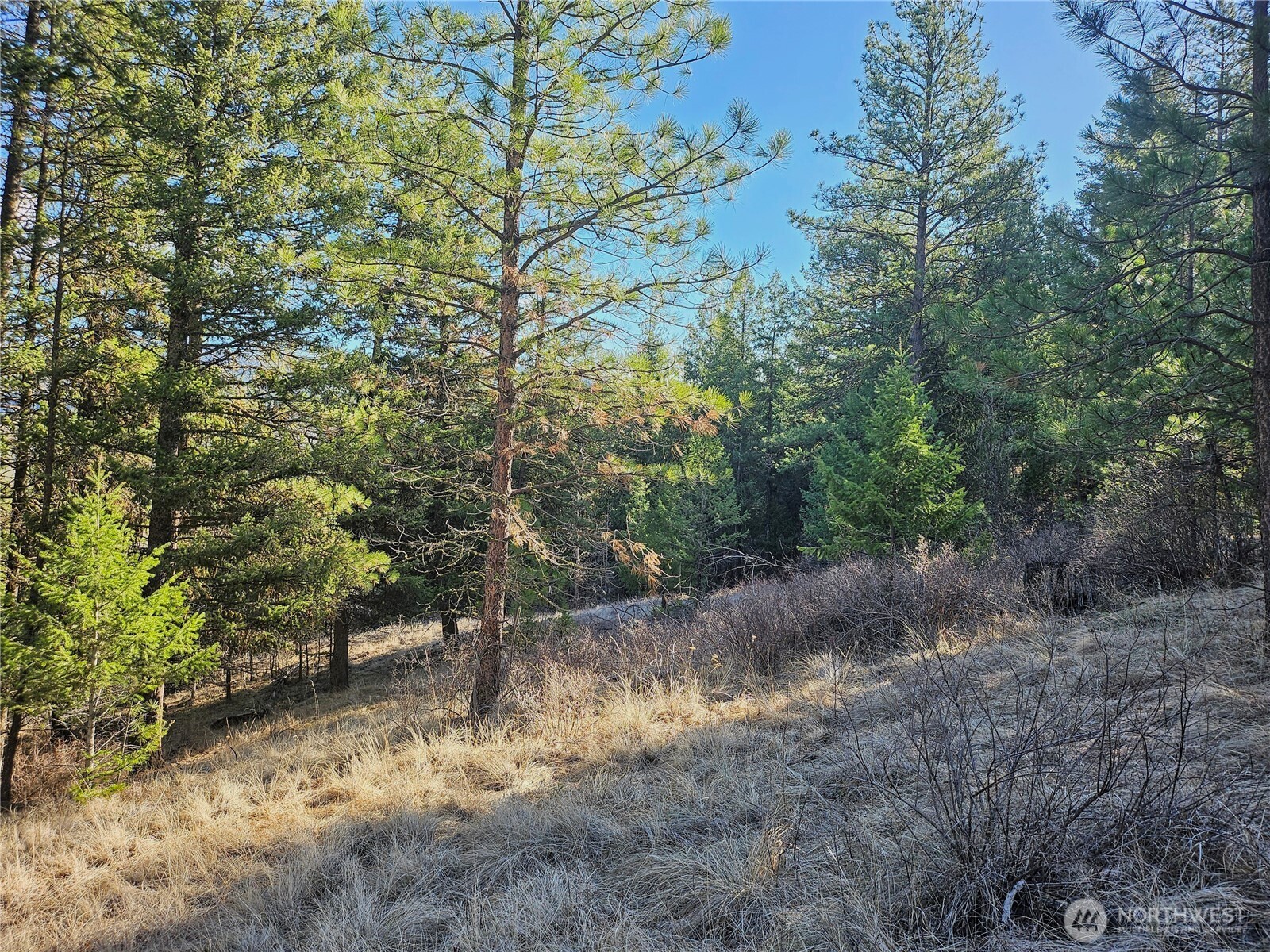 380 Lot Chopaka Tbd Road Tonasket, WA 98855 - Photo 9 of 12 a view of a forest with trees in the background