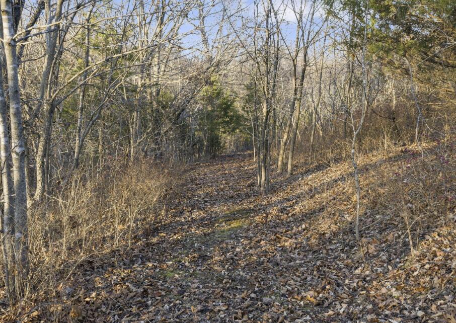893 Hidden Springs Lane Reeds Spring, MO 65737 - Photo 71 of 83 893-Hidden-Springs-Ln-Forest-Trails