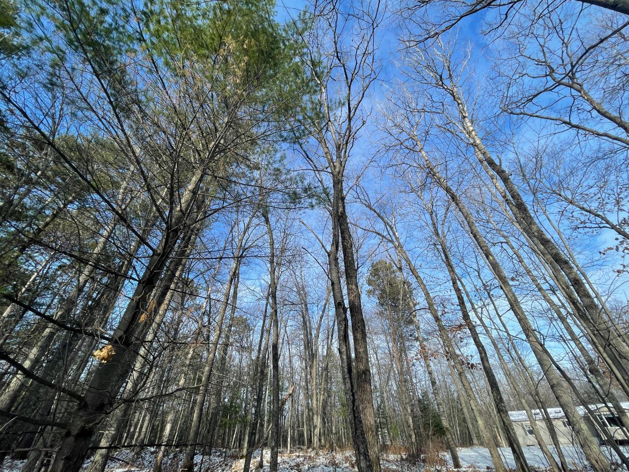 11075 Chippewa Forest Road Woodruff, WI 54568 - Photo 29 of 31 Gallery Image 29