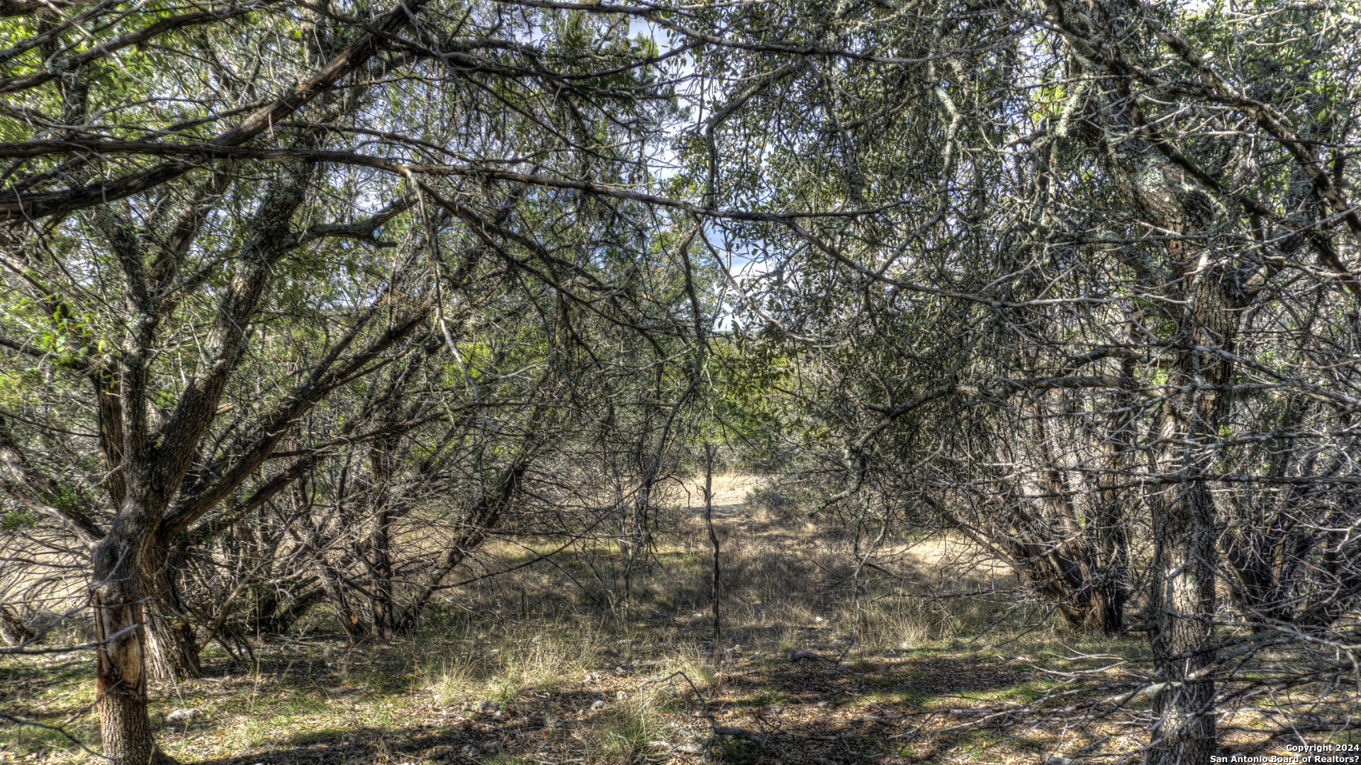 22 Squirrel Bend Uvalde, TX 78801 - Photo 12 of 47 a view of tree