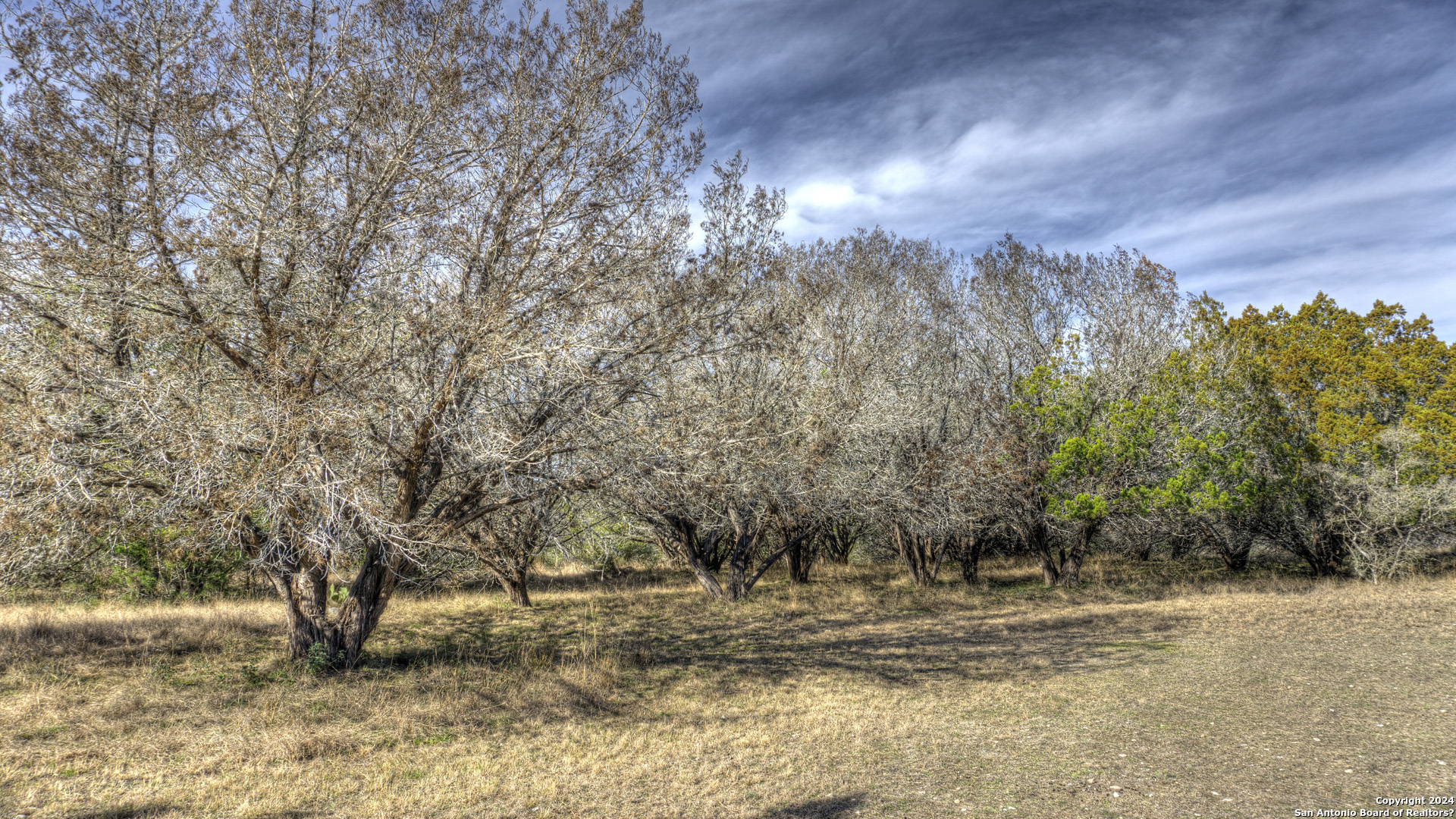 22 Squirrel Bend Uvalde, TX 78801 - Photo 10 of 47 a view of a yard with a tree
