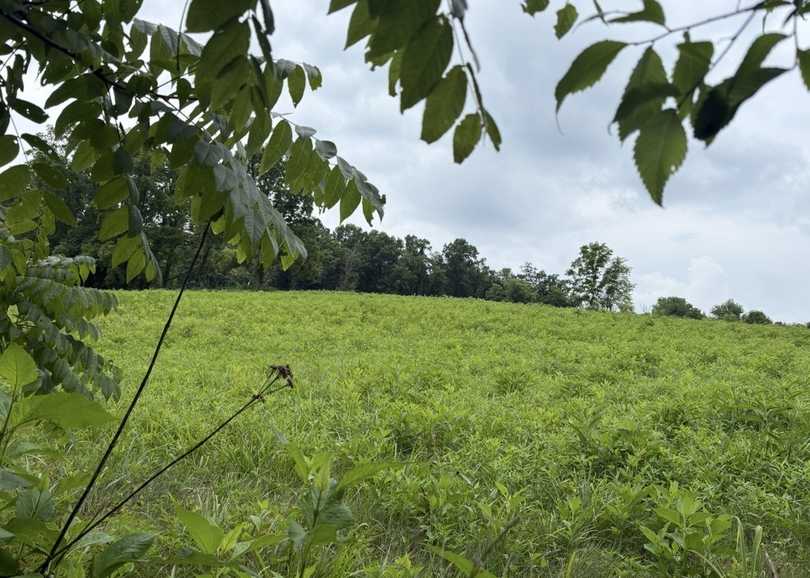 0 Gladdice Road Pleasant Shade, TN 37145 - Photo 2 of 5 Gallery Image 2
