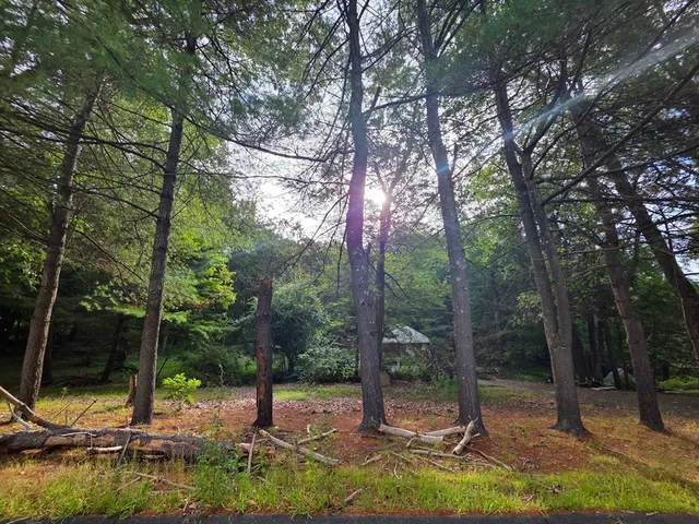 a view of a park with tree s