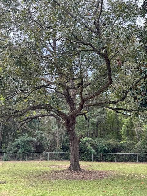 7142 Bloomville Road Manning, SC 29102 - Photo 14 of 20