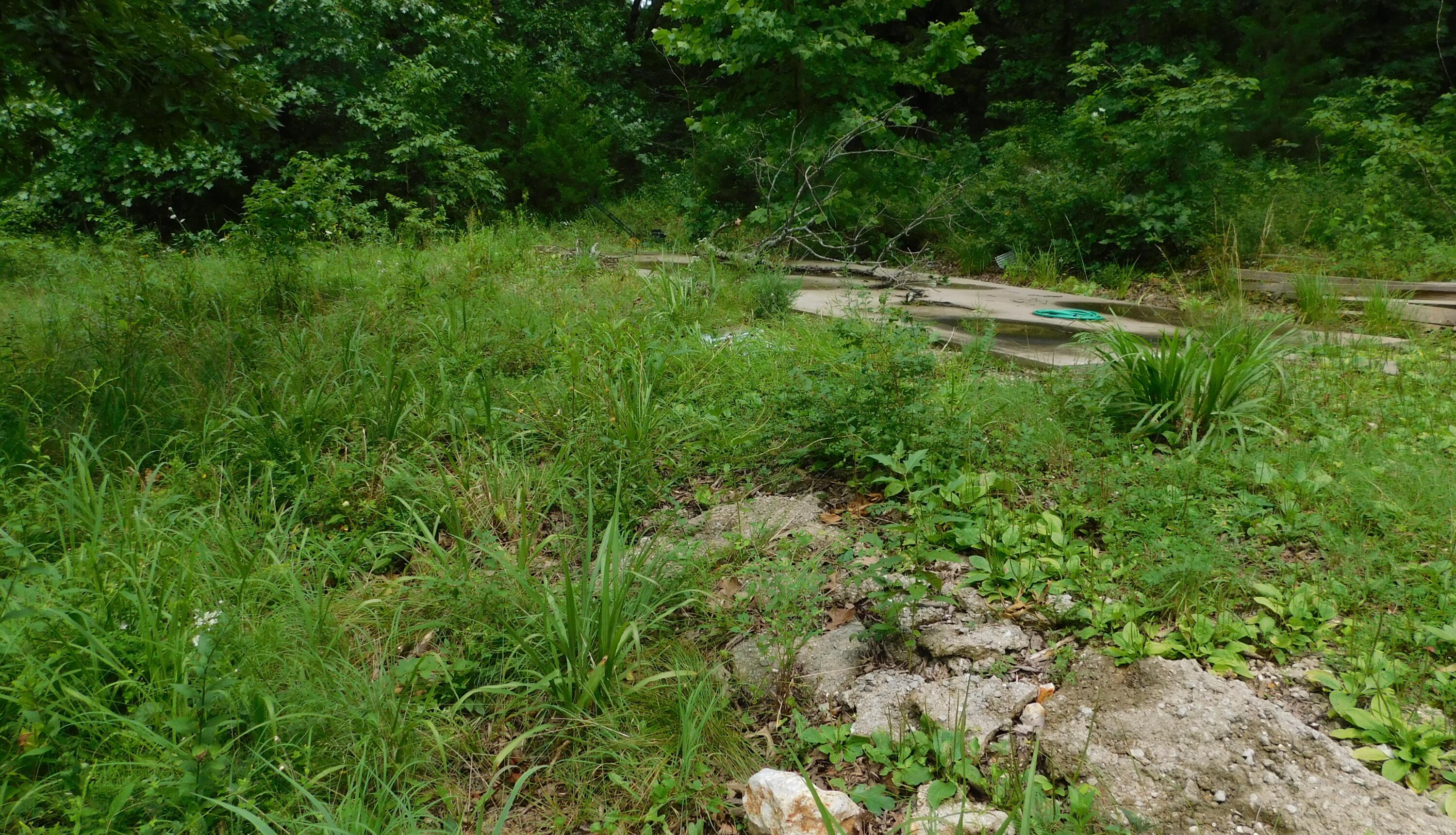 4286 Southeast 871 Road Collins, MO 64738 - Photo 4 of 6 2nd Possible Building Spot on Property