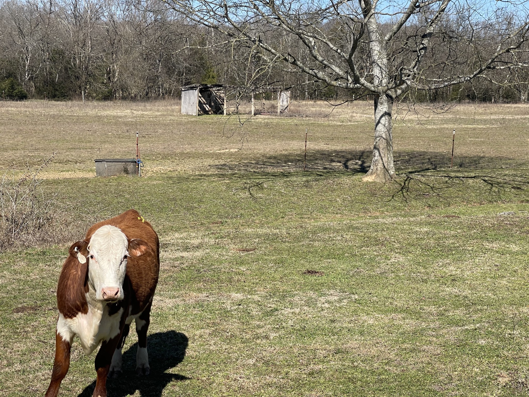 2520 Brown Shop Road Petersburg, TN 37144 - Photo 17 of 30 a view of swimming pool with a yard