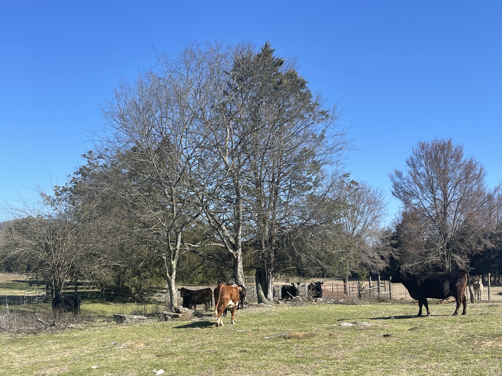 2520 Brown Shop Road Petersburg, TN 37144 - Photo 19 of 30 a view of a house with pool and trees in the background