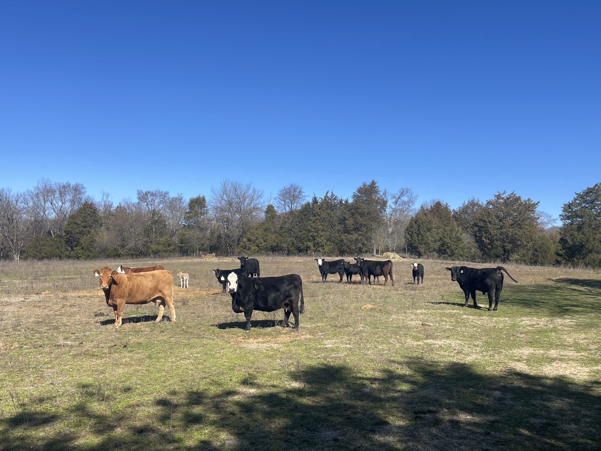 2520 Brown Shop Road Petersburg, TN 37144 - Photo 20 of 30 a view of a lake with outdoor space