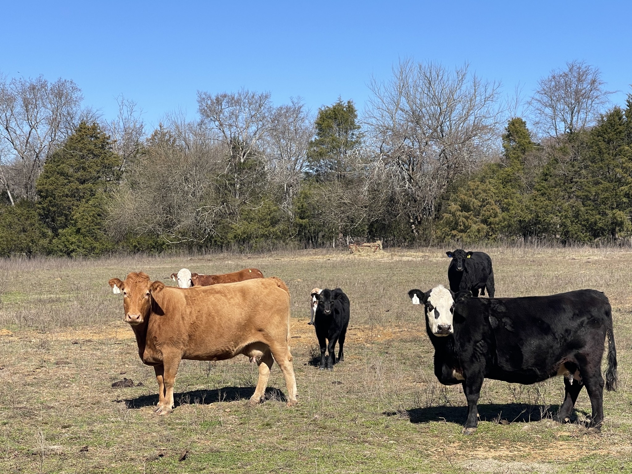 2520 Brown Shop Road Petersburg, TN 37144 - Photo 21 of 30 a view of a lake with a slide