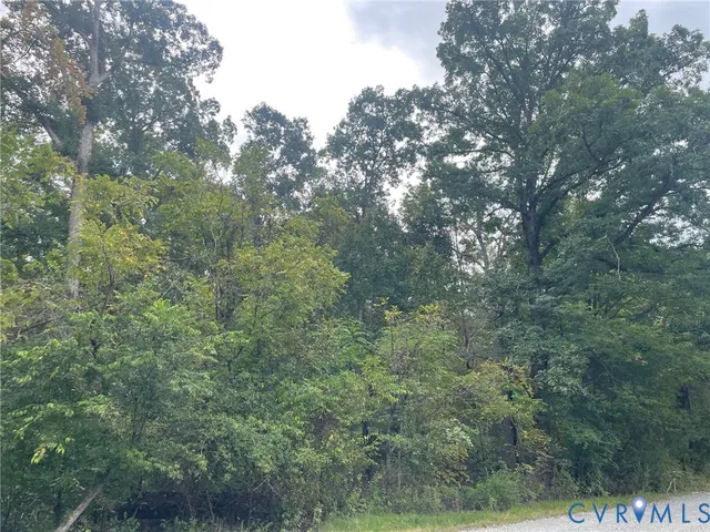 a view of a forest with lots of trees