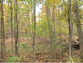 0 Cross Road Oxford, NY 13830 - Photo 1 of 3 Gallery Image 1