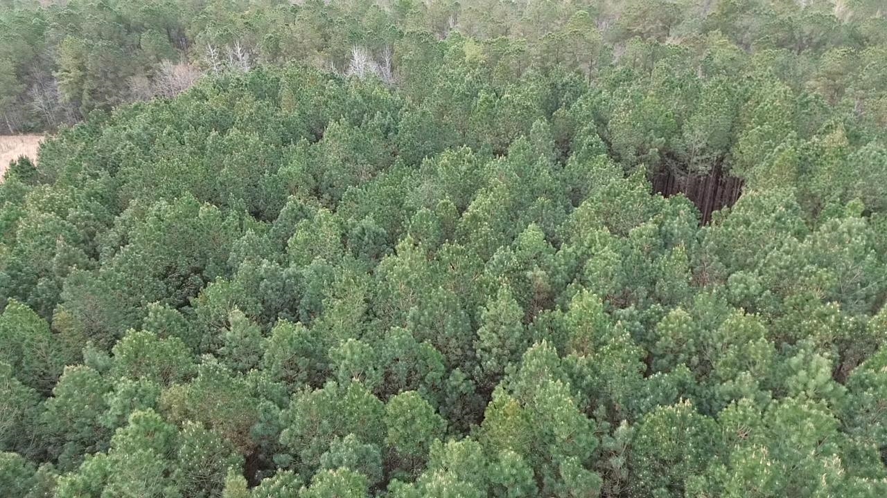 2.11-acres Boggy Branch Road Nichols, SC 29581 - Photo 4 of 6