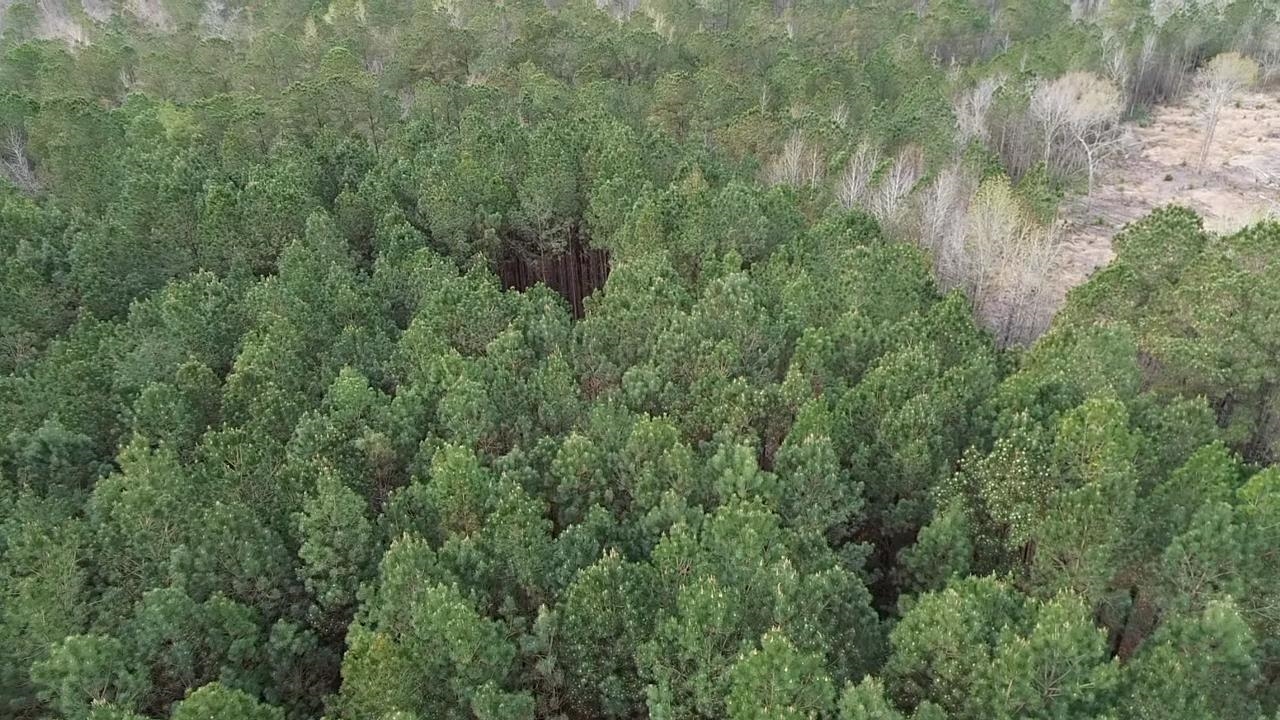 2.11-acres Boggy Branch Road Nichols, SC 29581 - Photo 6 of 6