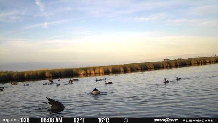 3241 Robbins Road Crapo, MD 21626 - Photo 4 of 49 Serene morning on the water's edge.