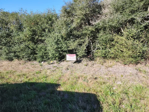 a view of a yard with large trees