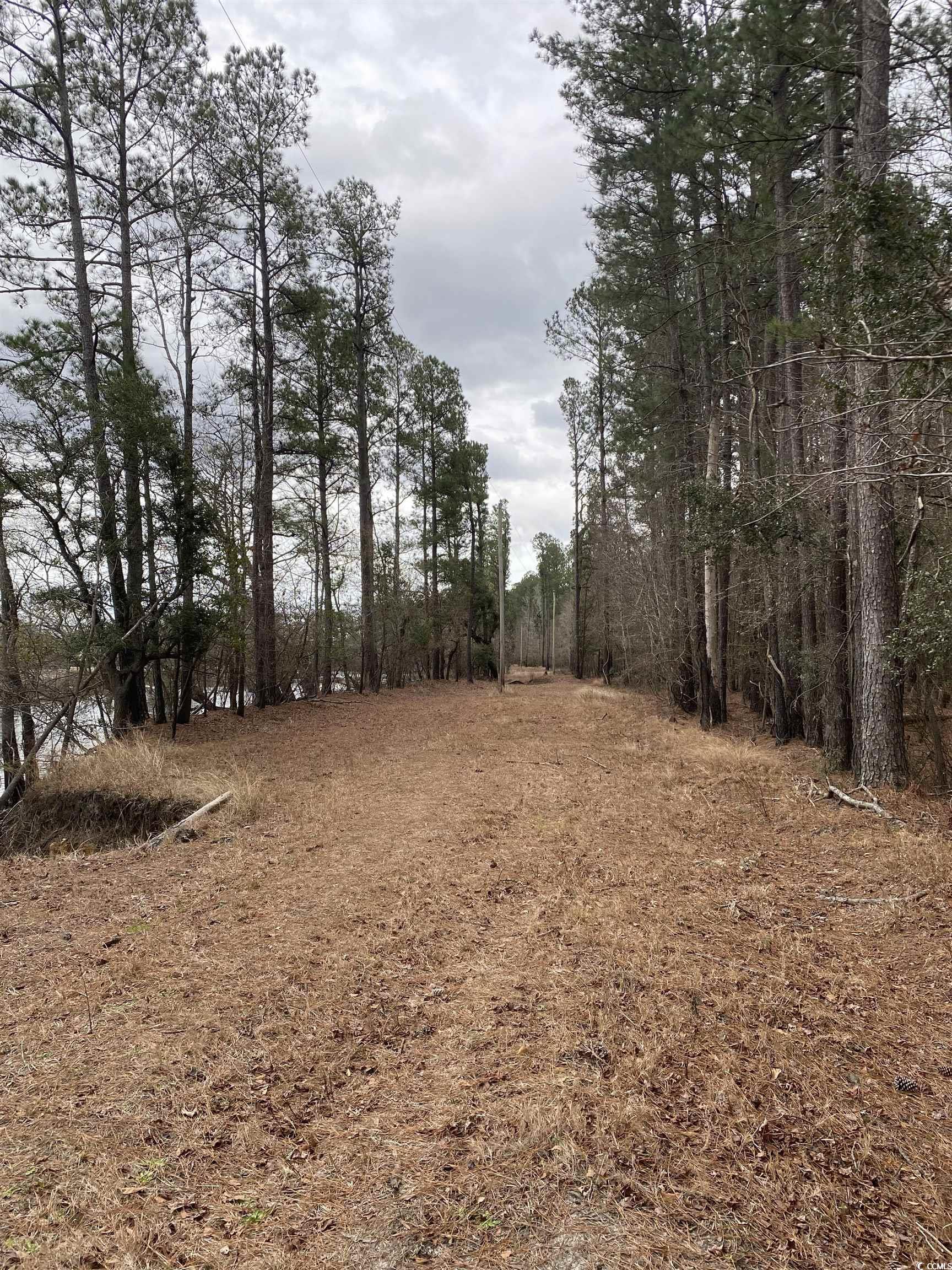 Tbd Tbd Hidden River Road Longs, SC 29568 - Photo 5 of 6 View of yard