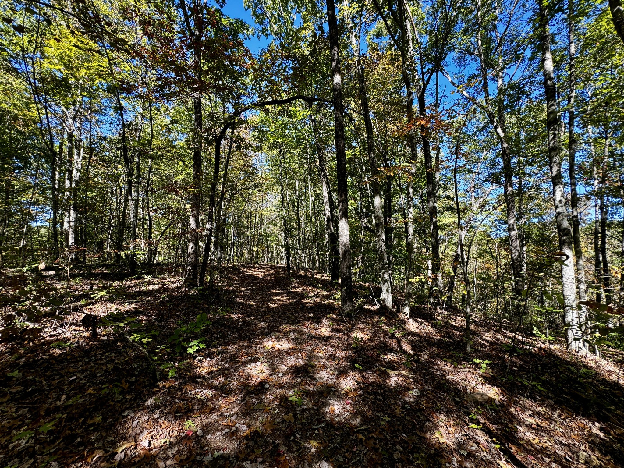 0 68 Acres Muddy Pond Road Monterey, TN 38574 - Photo 12 of 16 Gallery Image 12