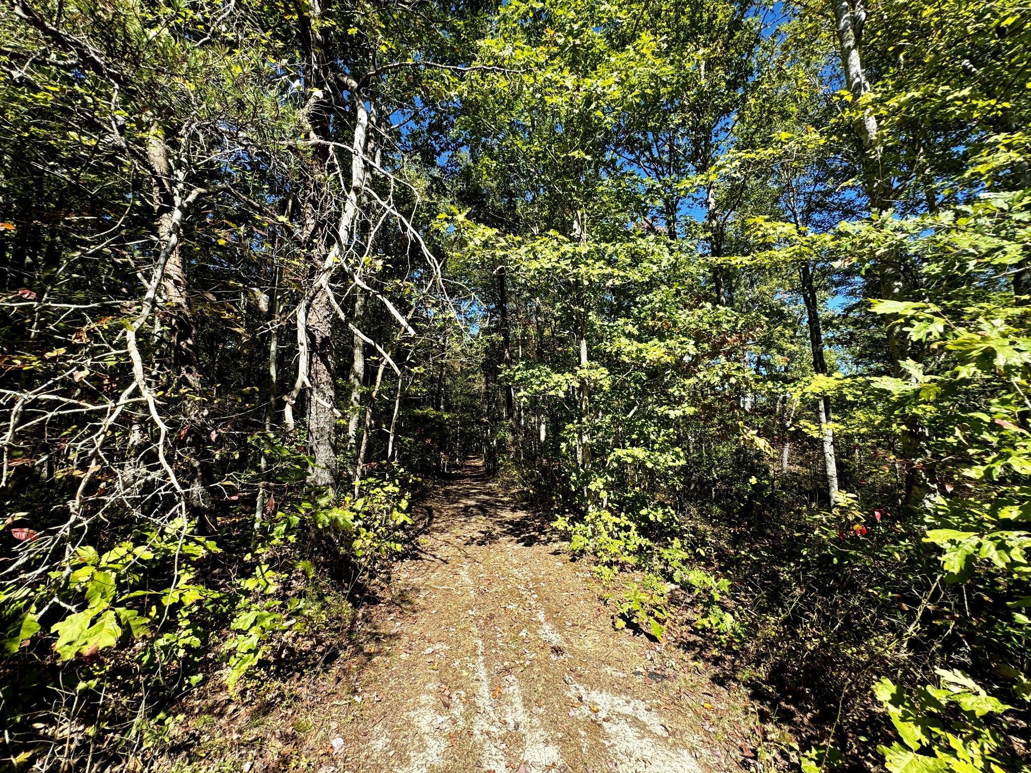 0 68 Acres Muddy Pond Road Monterey, TN 38574 - Photo 14 of 16 Gallery Image 14