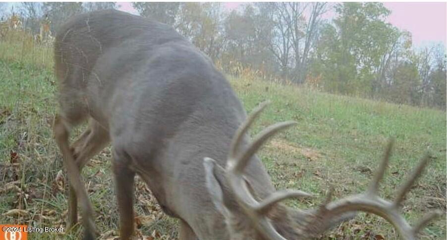 0 Timber Creek Road, Unit TRACT B Bloomfield, KY 40008 - Photo 16 of 18 trailcam buck