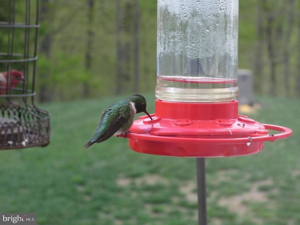 18776 Pier Trail Drive Triangle, VA 22172 - Photo 32 of 32 a view of outdoor space